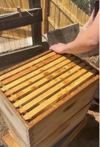 Bee hives with families - bee,