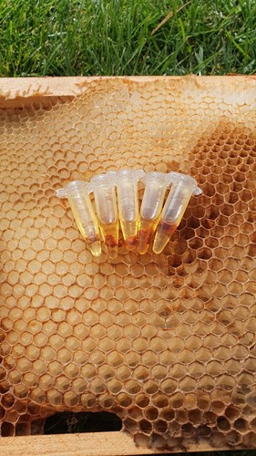 Honey bee swarm hive trap - honey,